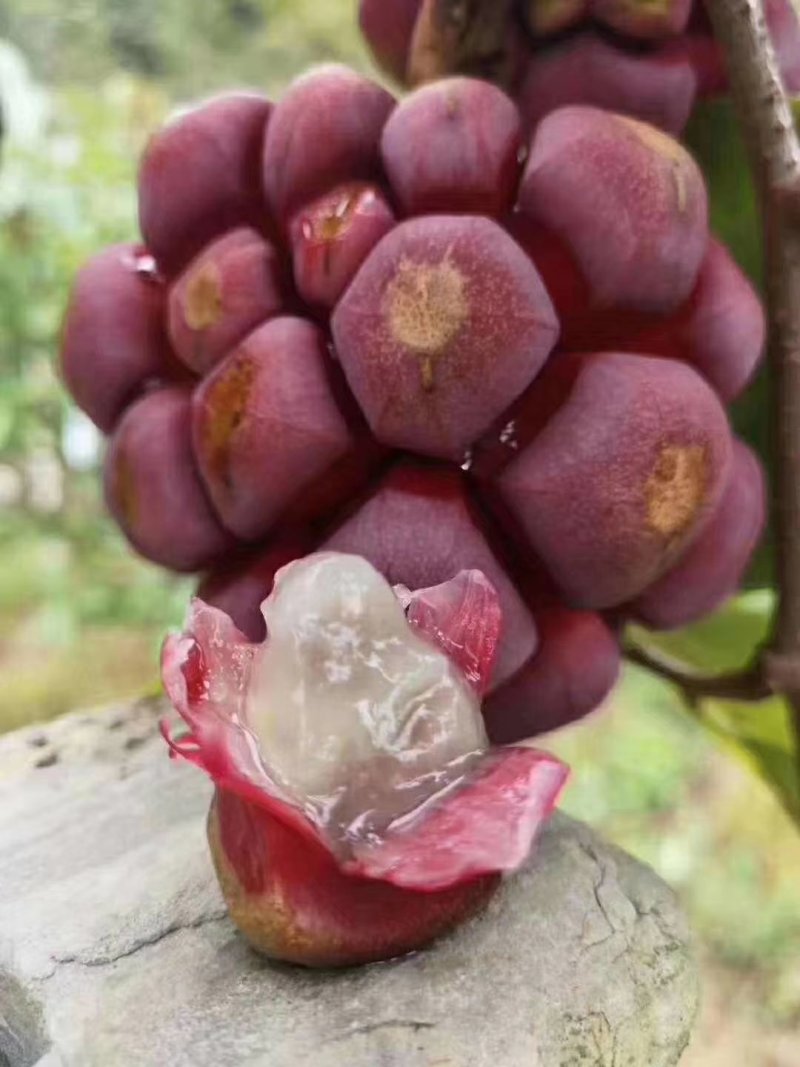 优质南北方可种植布福娜，黑老虎树苗，基地直批，放心苗