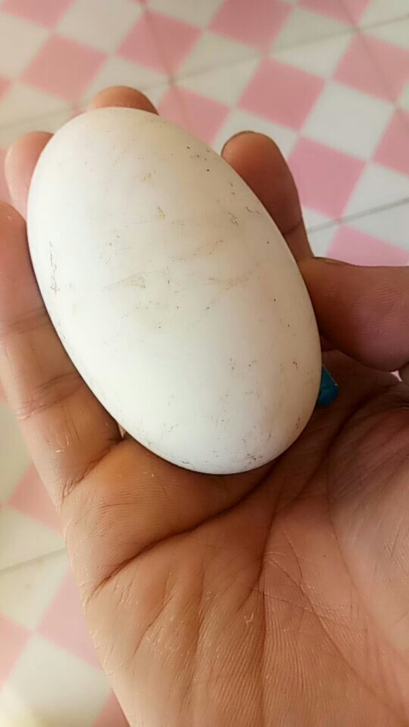 鹅蛋