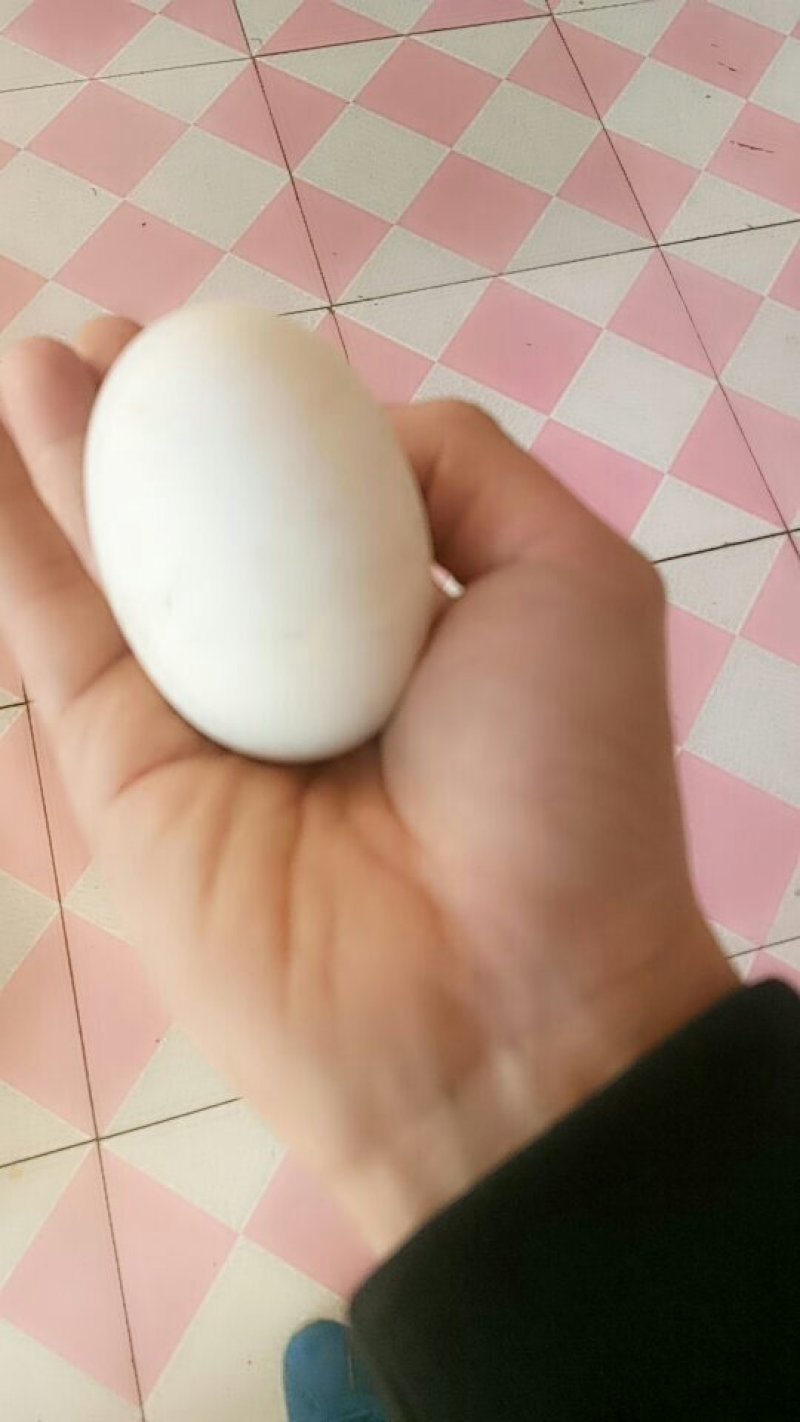鹅蛋