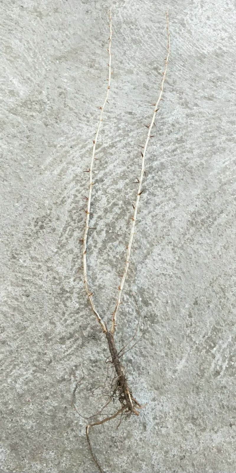 东北抗寒大果型灯笼果苗