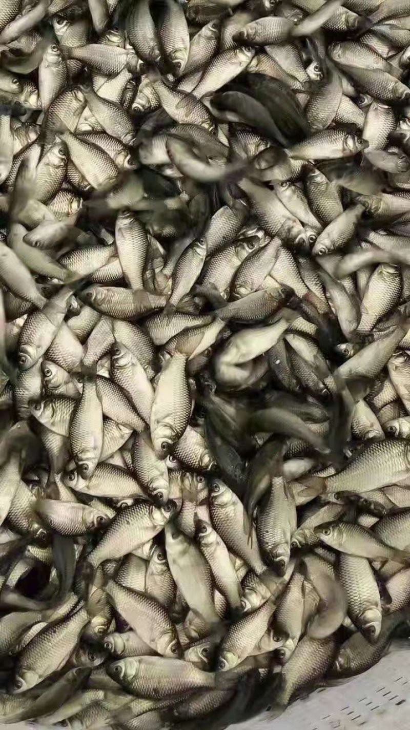 鲫鱼水花