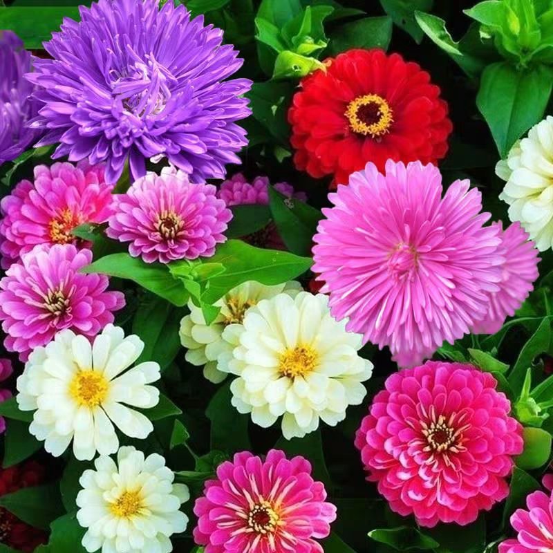翠菊种子花海种子花色多样简单易种可货到付款
