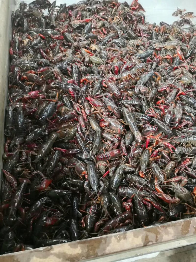 龙虾中青456