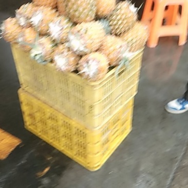 徐闻菠萝特价批发
