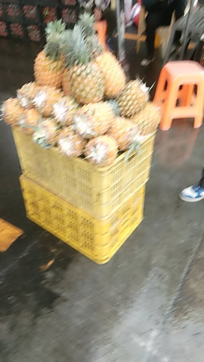 徐闻菠萝特价批发