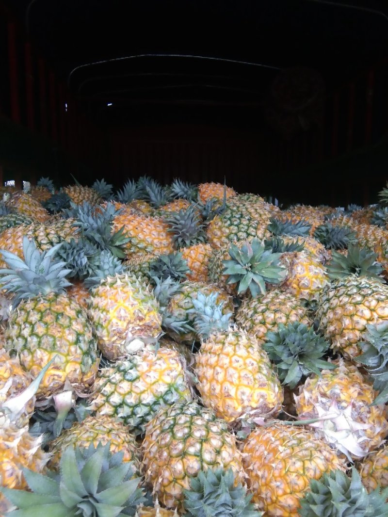 徐闻菠萝特价批发