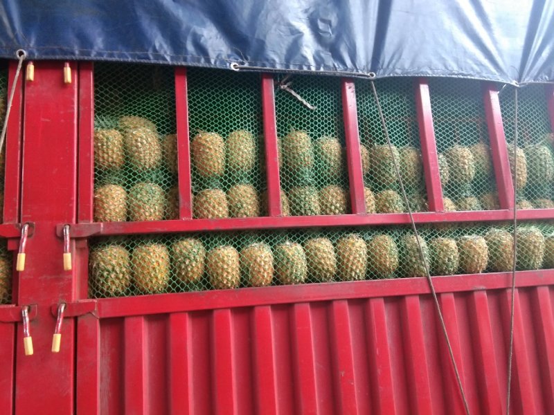 徐闻菠萝特价批发