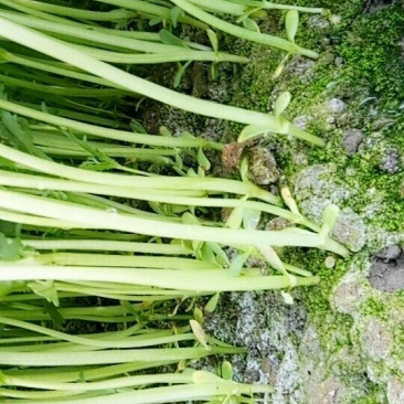 茼蒿