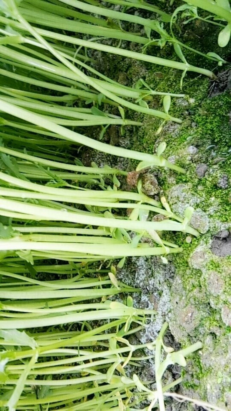 茼蒿