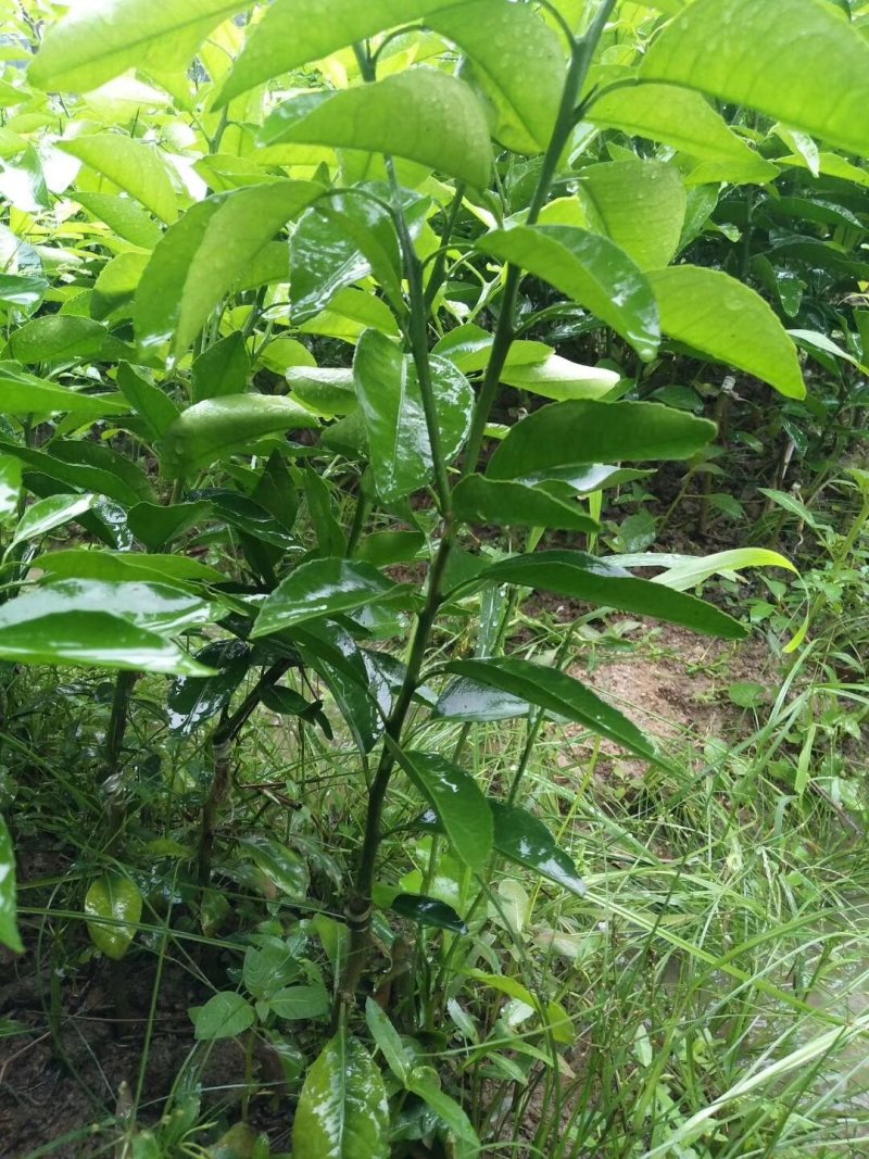 沃柑苗嫁接苗高产091无核沃柑苗