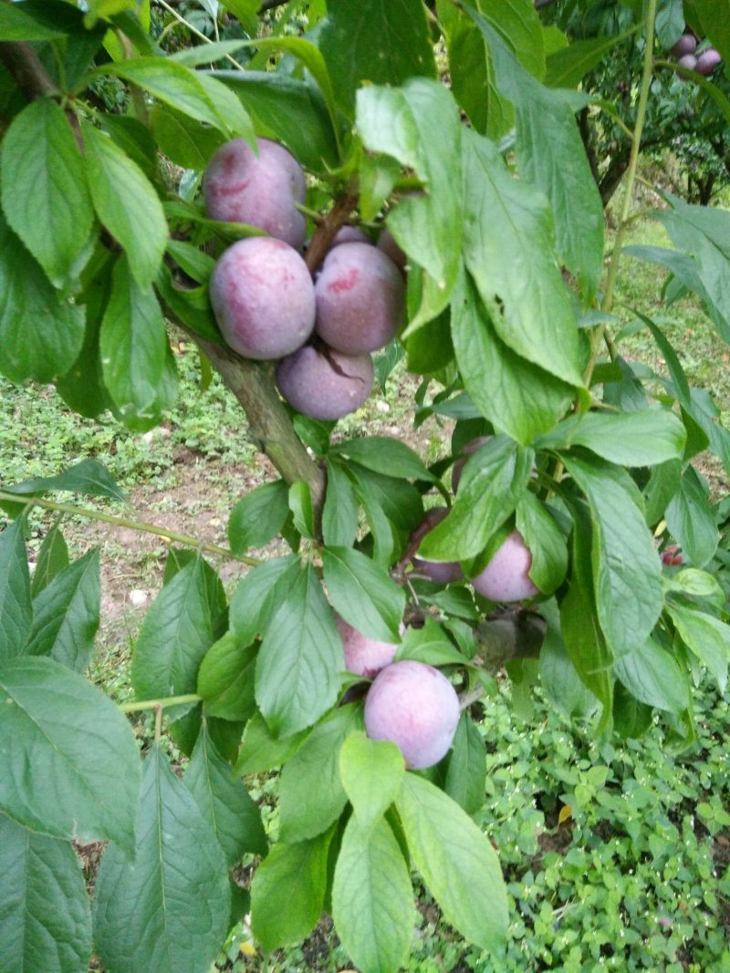 红脆李，公分苗