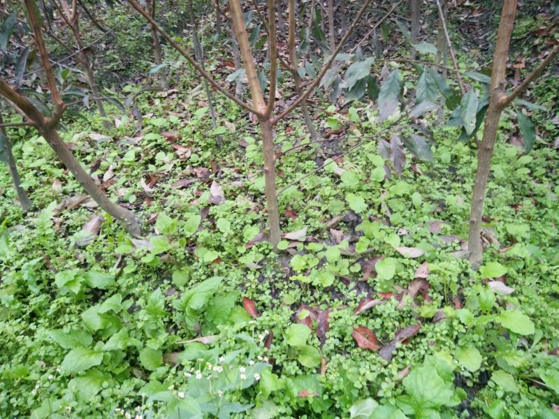 红脆李，公分苗