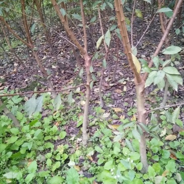 红脆李，公分苗