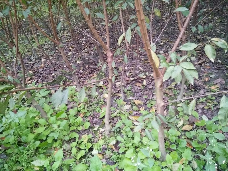 红脆李，公分苗