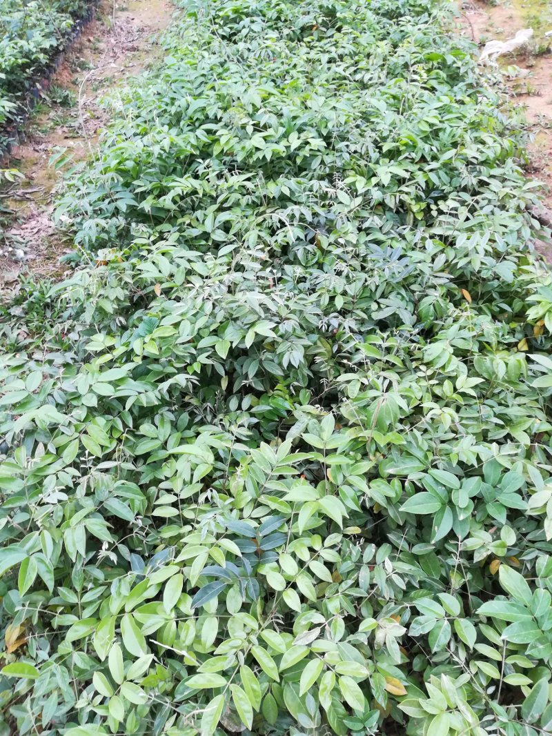 罗氏牛大力苗大力薯苗