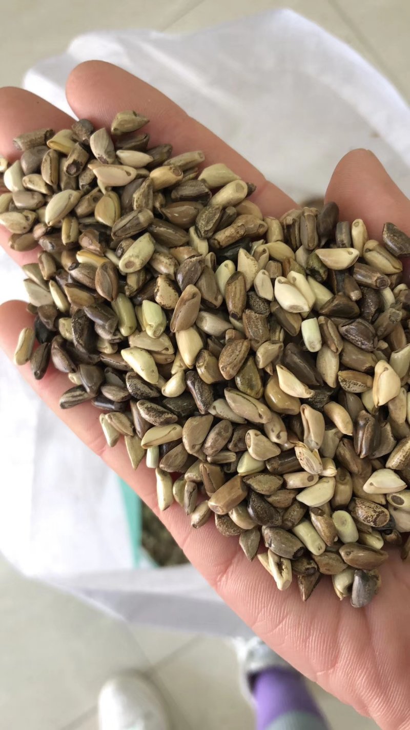 墨西哥玉米草种子产量高适口性好发芽率高可货到付款