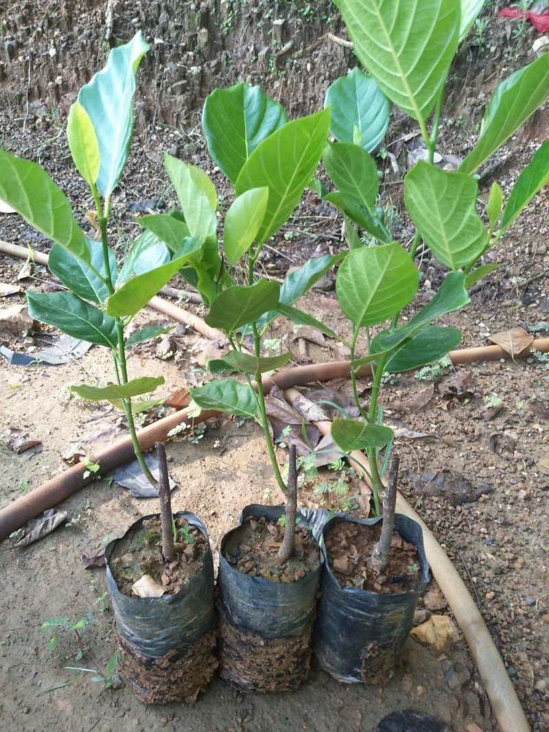 广西菠萝蜜苗正宗马来西亚一号海南菠萝蜜苗带泥发货包邮