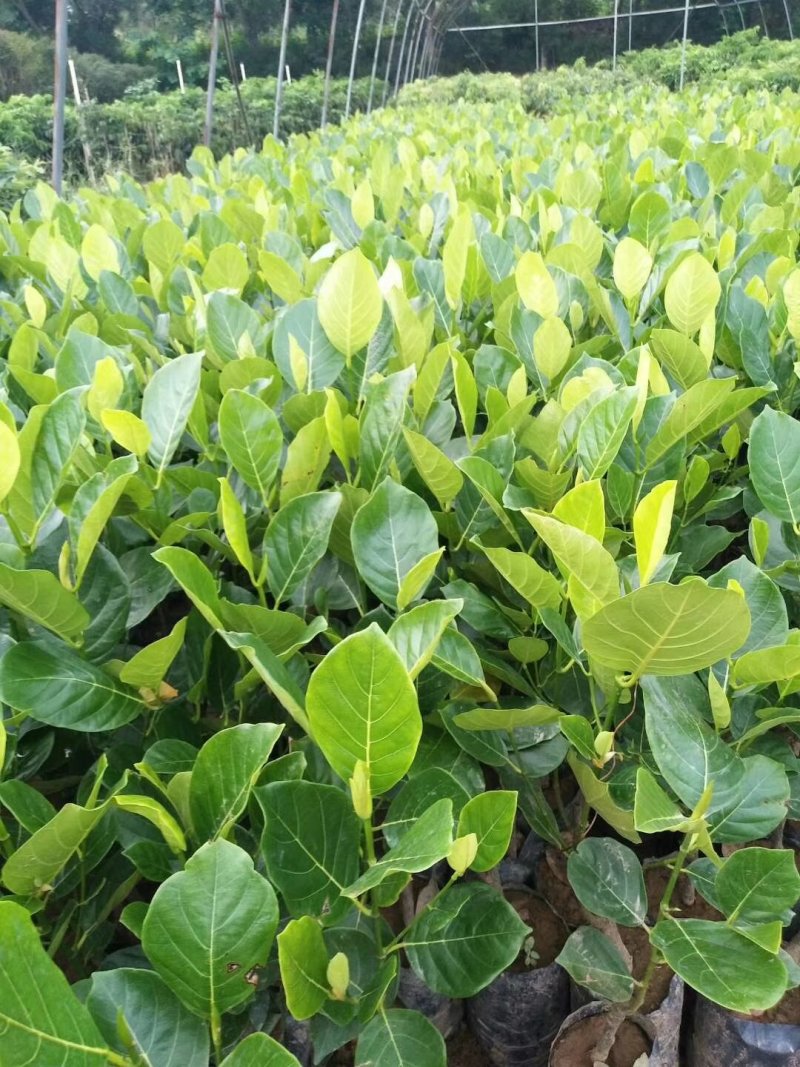 广西菠萝蜜苗正宗马来西亚一号海南菠萝蜜苗带泥发货包邮