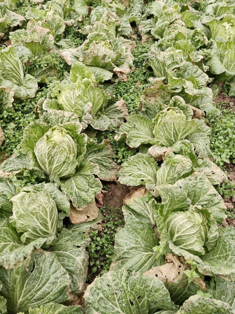 城固大白菜大量上市中2一3斤现货品种多样