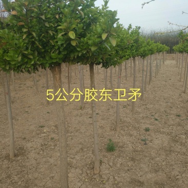 胶东卫矛