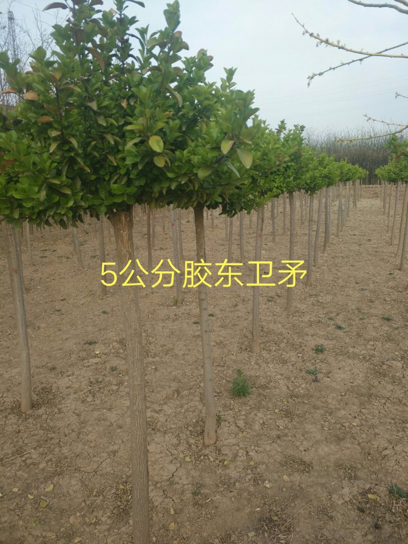 胶东卫矛