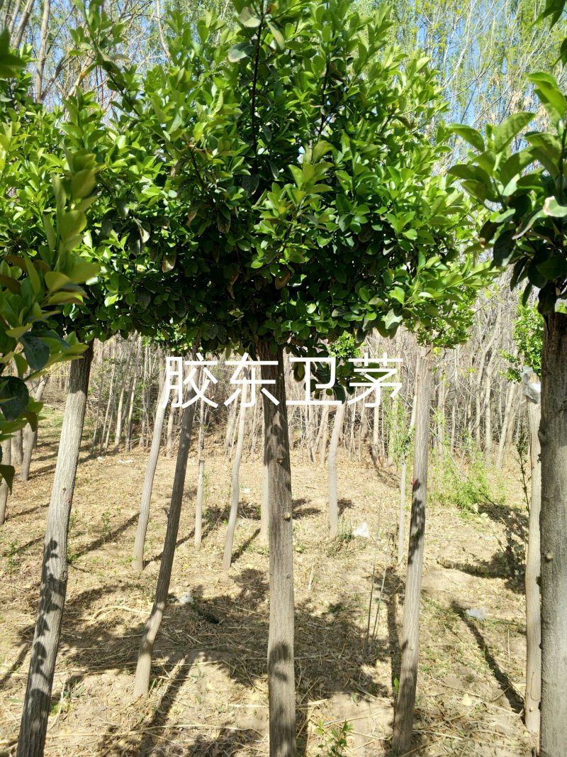 胶东卫矛