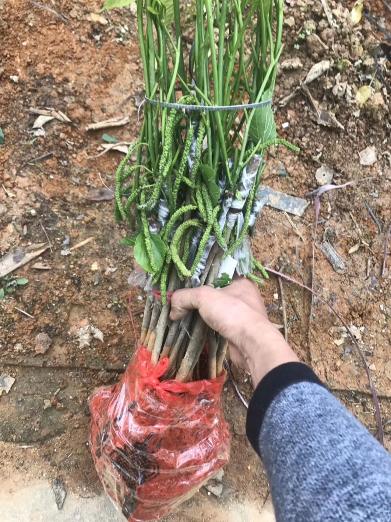 果桑苗台湾长果桑十大果桑嫁接苗