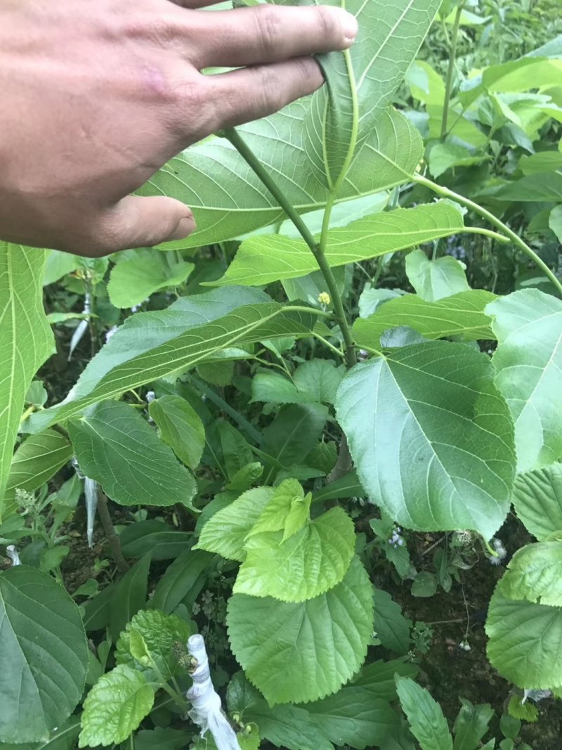 果桑苗台湾长果桑十大果桑嫁接苗
