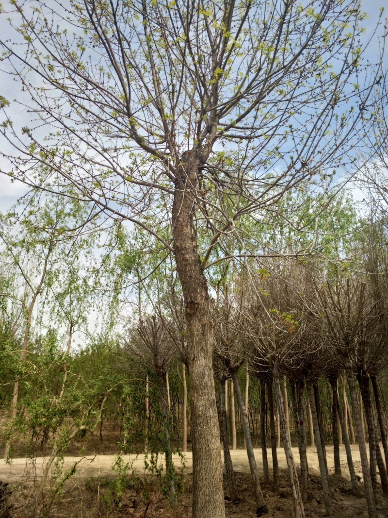 白蜡