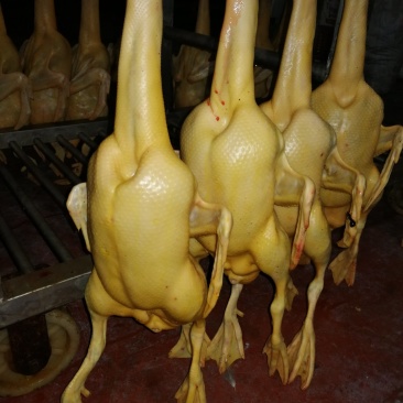 黄皮鸭