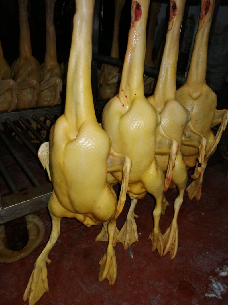 黄皮鸭