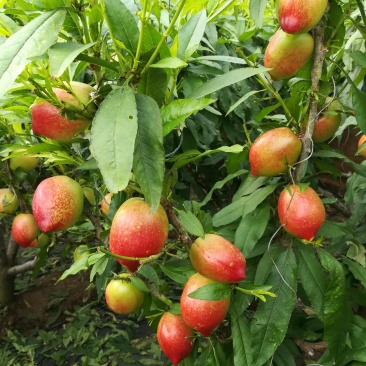 中油五白油桃