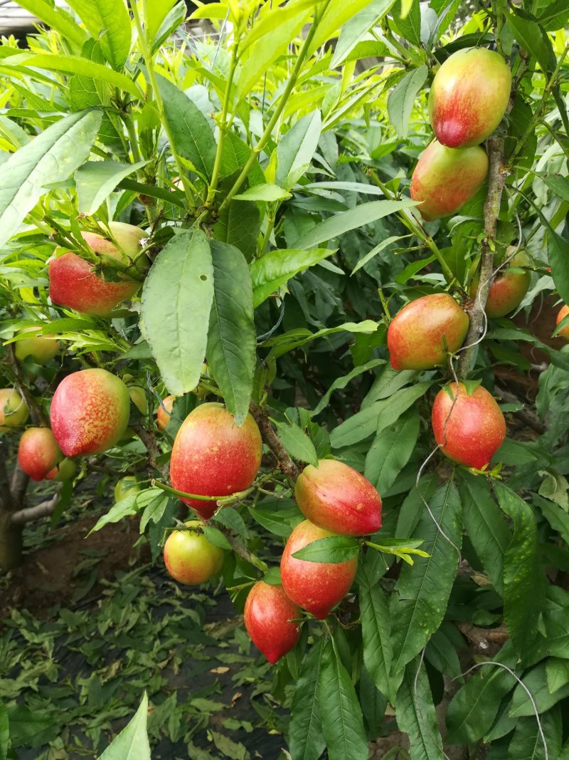 中油五白油桃