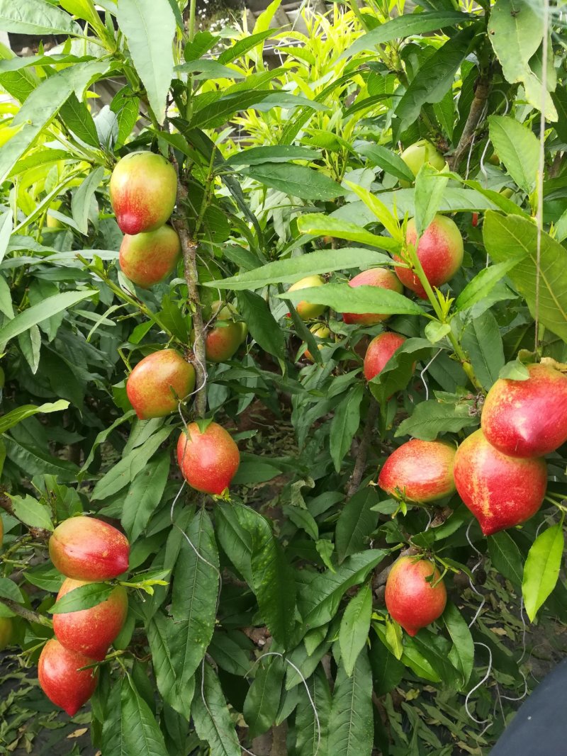 中油五白油桃