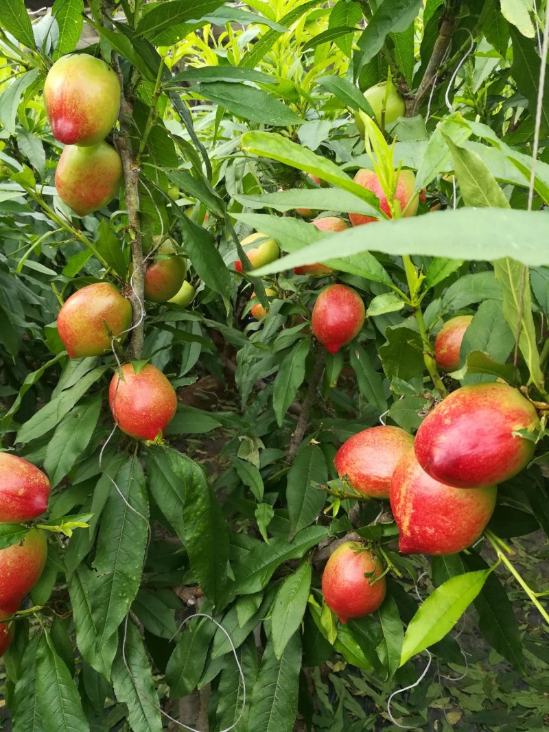 中油五白油桃