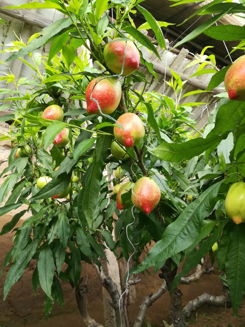 中油五白油桃