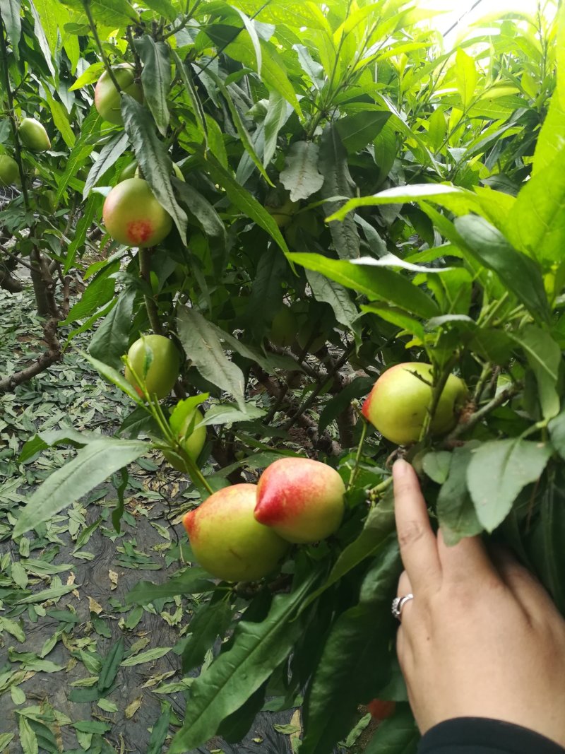 中油五白油桃