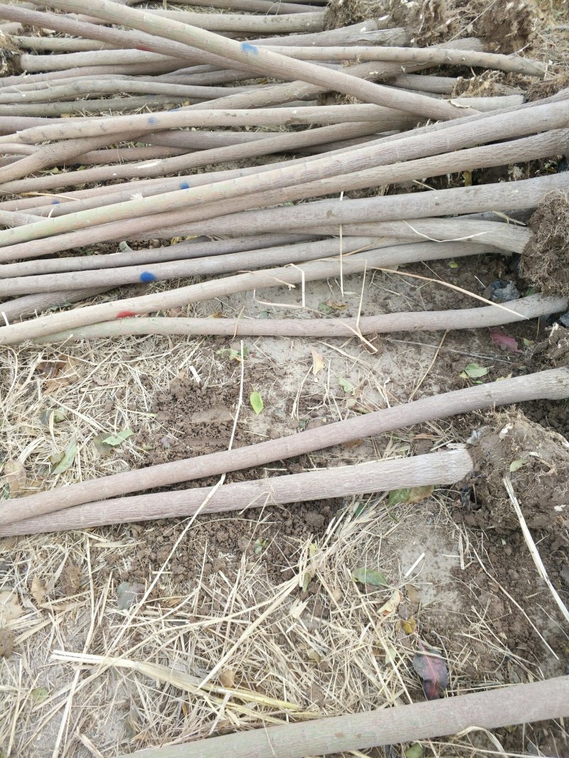 丝棉木