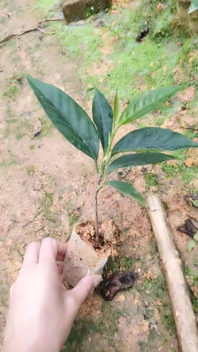 广西黑老虎布福娜果树苗