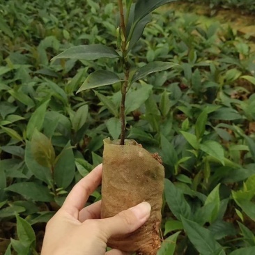 广西黑老虎布福娜果树苗