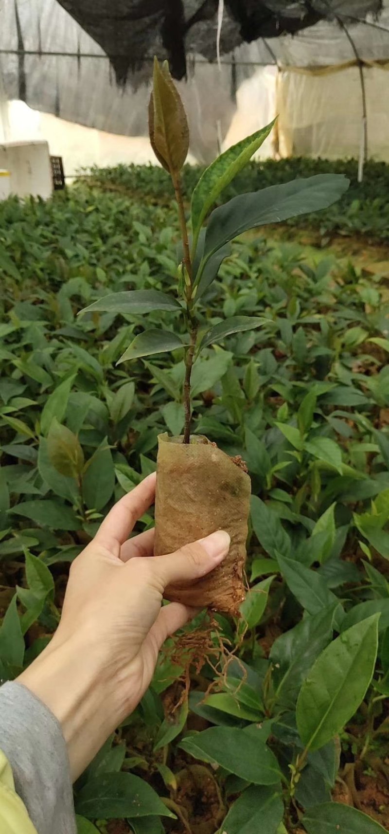 广西黑老虎布福娜果树苗