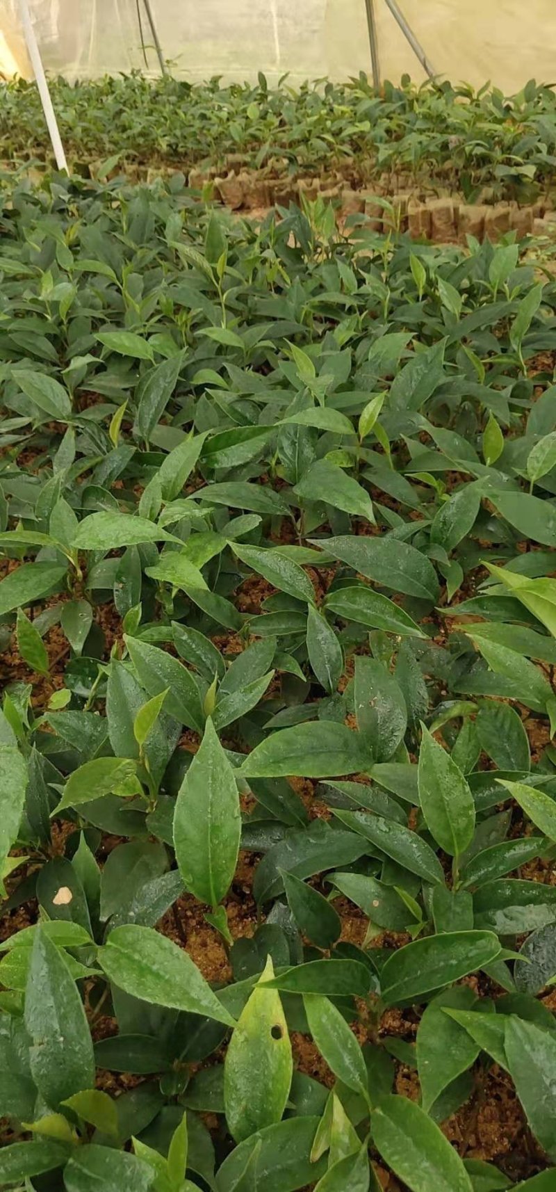 广西黑老虎布福娜果树苗
