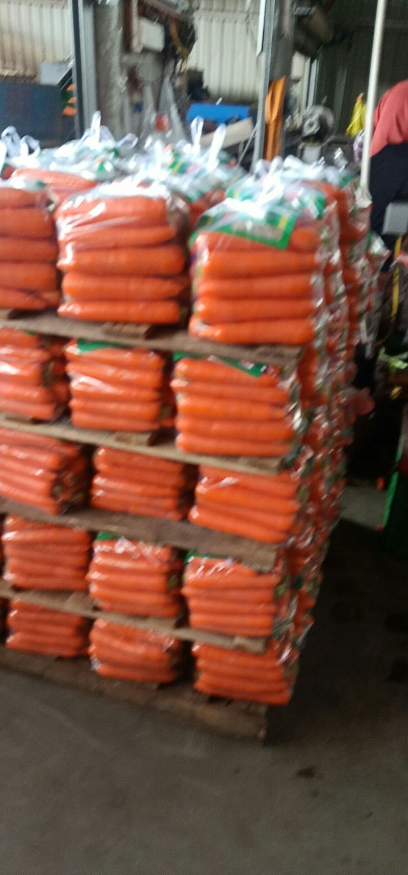 胡萝卜，福建蔬菜胡萝卜精品胡萝卜，大量上市，万亩基地合作