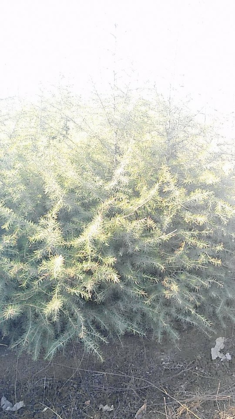 雪松公园行道树绿化工程用树泰安松树