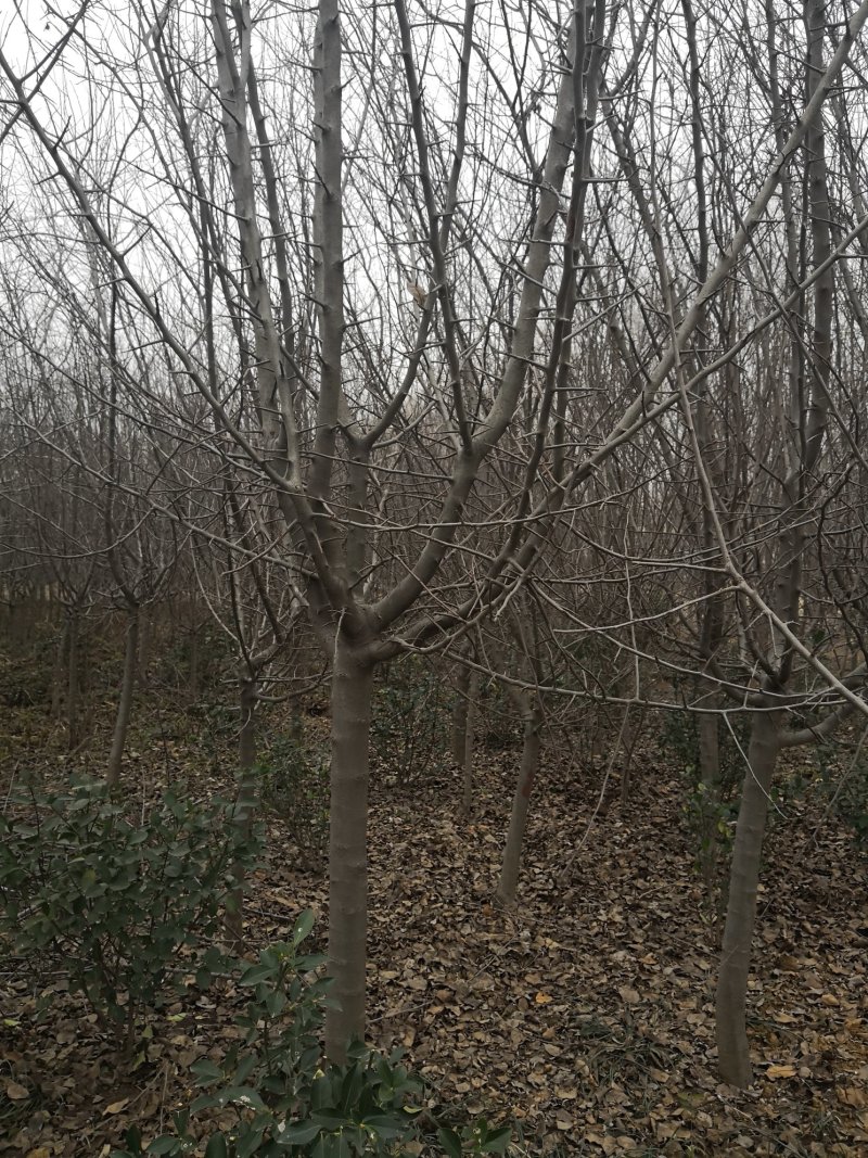 退地处理5一12公分垂丝海棠