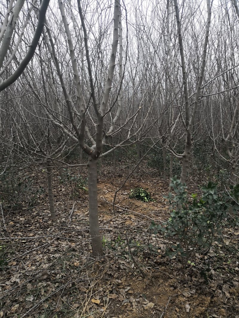 退地处理5一12公分垂丝海棠