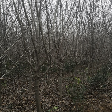 退地处理5一12公分垂丝海棠