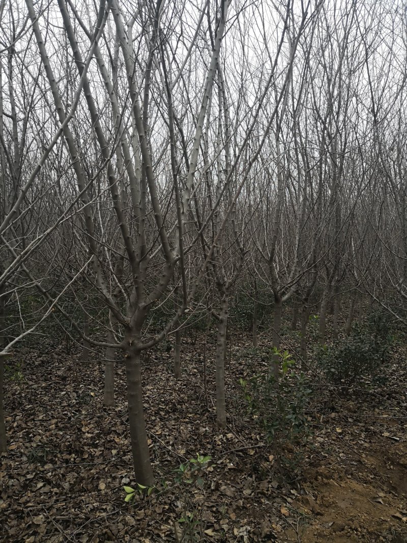 退地处理5一12公分垂丝海棠