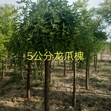 龙爪槐