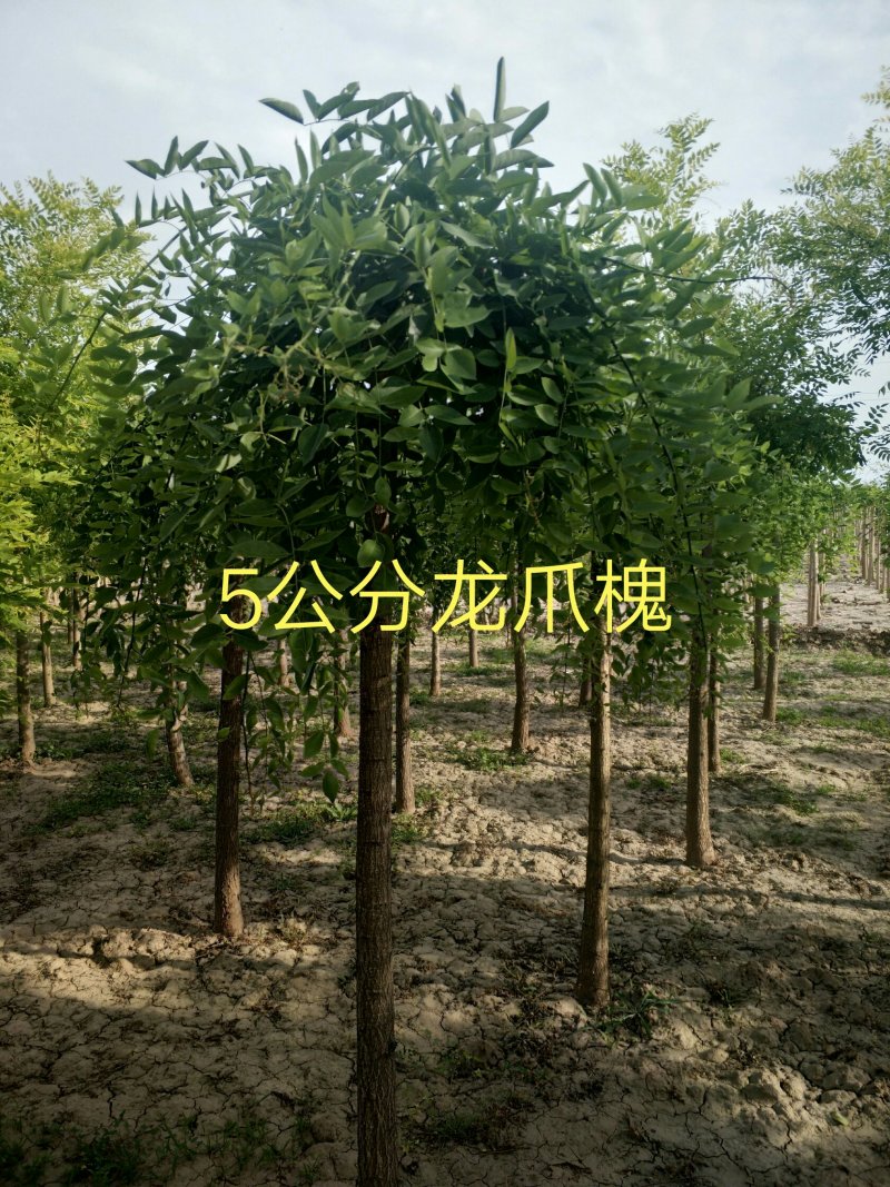 龙爪槐